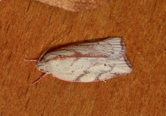 Euchaetis inceptella