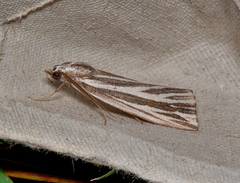 Rhynchopsota delogramma
