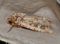 Ectopatria