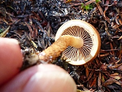 Pholiota multicingulata