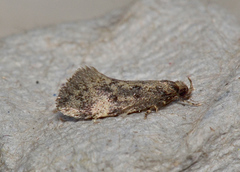 Barea phaeomochla