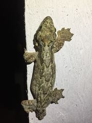 Gekko kuhli