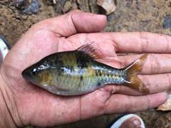 Striuntius lateristriga