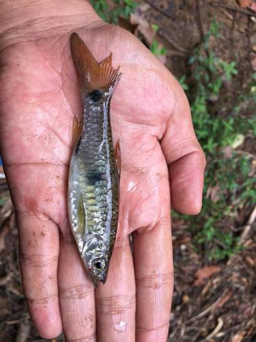 Sumatran rasbora (Rasbora sumatrana) — Cyprinidae