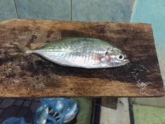 Selaroides leptolepis