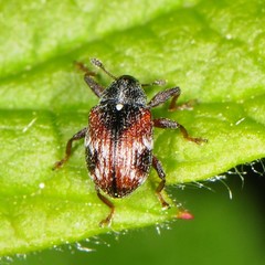 Anthonomus signatus