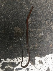 Gongylosoma baliodeira