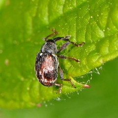 Anthonomus signatus