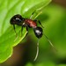 Camponotus novaeboracensis - Photo (c) Jason M Crockwell, algunos derechos reservados (CC BY-NC-ND), uploaded by Jason M Crockwell