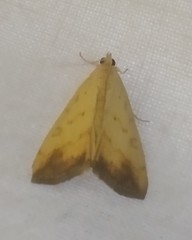 Evergestis extimalis