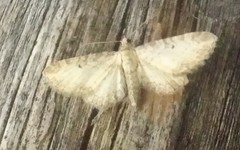 Eupithecia succenturiata
