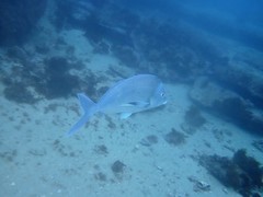 Nemadactylus douglasii