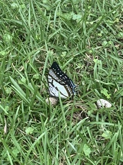 Polyura eudamippus