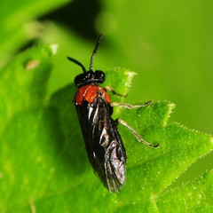 Eutomostethus ephippium