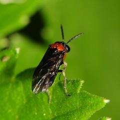 Eutomostethus ephippium