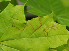 Stigmella aceris