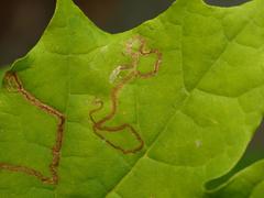 Stigmella aceris