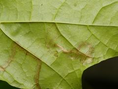 Stigmella aceris