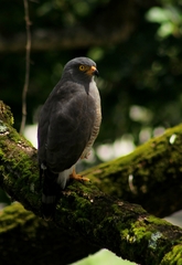 Rupornis magnirostris