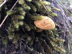 Buchwaldoboletus