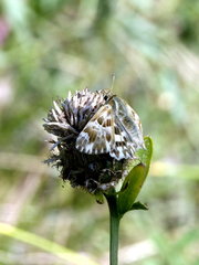 Muschampia lavatherae