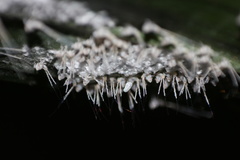 Insecta