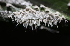 Insecta
