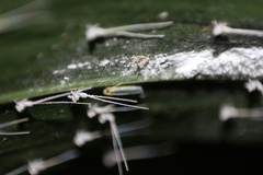 Insecta