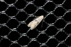 Lepidoptera