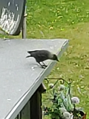 Corvus monedula