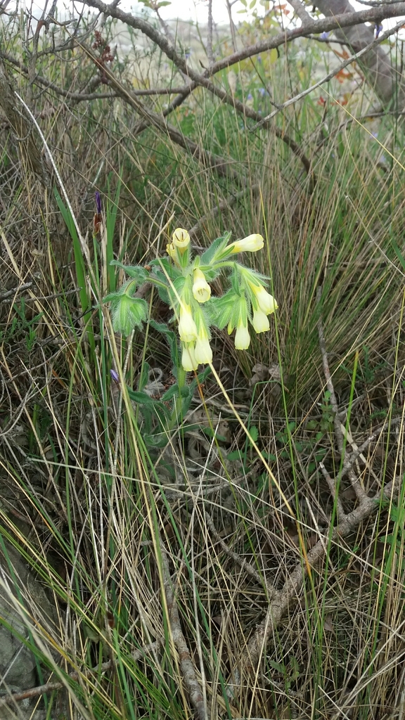 Onosma fastigiata