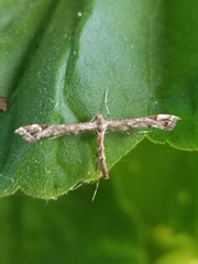 Amblyptilia pica