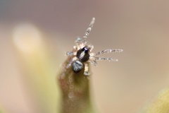 Araneae