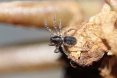 Araneae