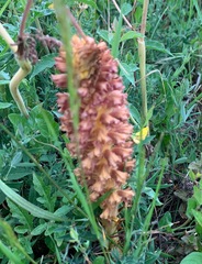 Orobanche elatior