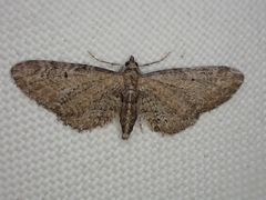 Eupithecia abbreviata