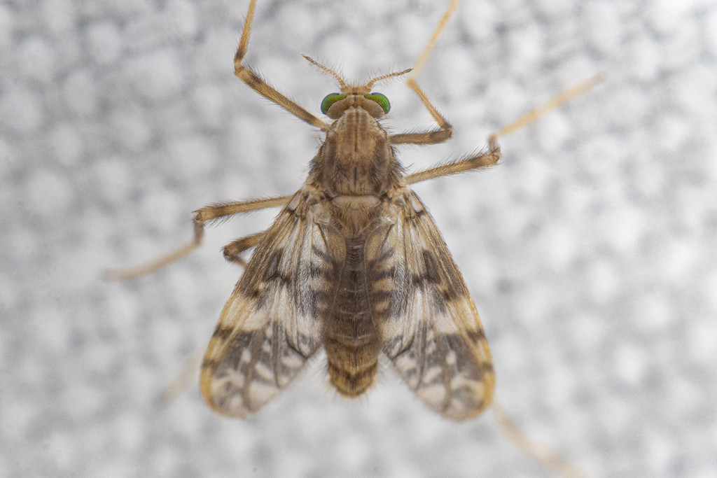 Macropelopiini