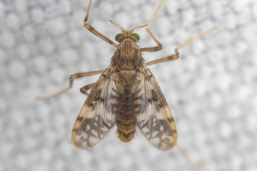 Psectrotanypus dyari (Coquillett, 1902)