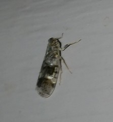 Melanoliarus placitus