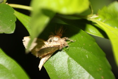 Lepidoptera