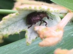 Aspidobyctiscus lacunipennis