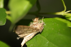 Lepidoptera