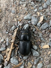 Dorcus parallelipipedus