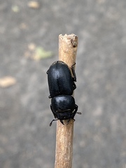 Dorcus parallelipipedus