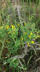 Zygaena lavandulae