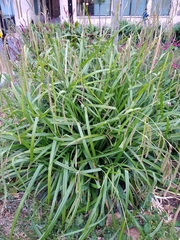 Carex pendula