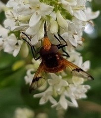 Volucella inflata