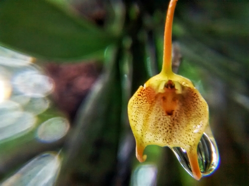 Masdevallia floribunda, photograph 6