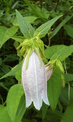 Campanula punctata punctata