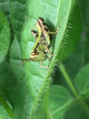Parapodisma setouchiensis